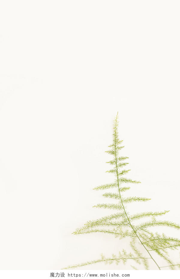 爬在白墙上的文竹植物